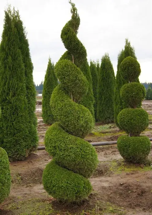 Саженцы ели