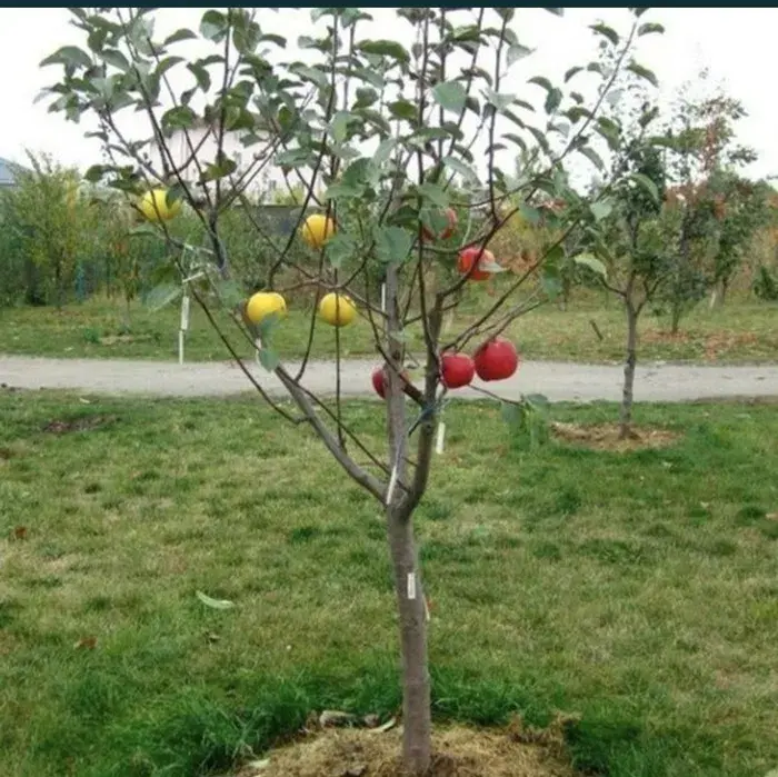 Яблони
