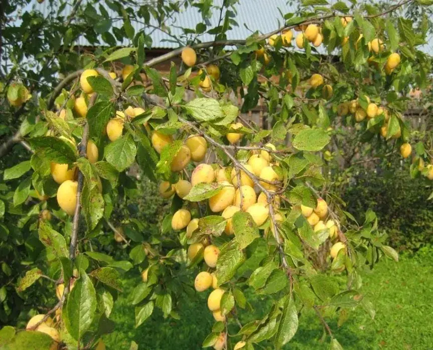 Саженцы сливы