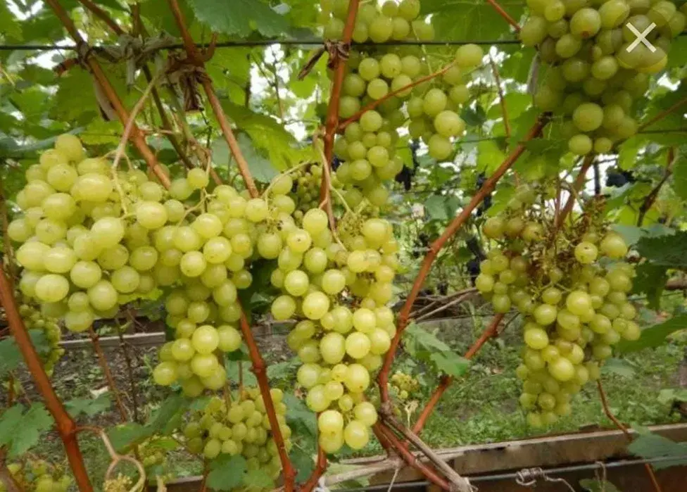 Cаженцы вишни