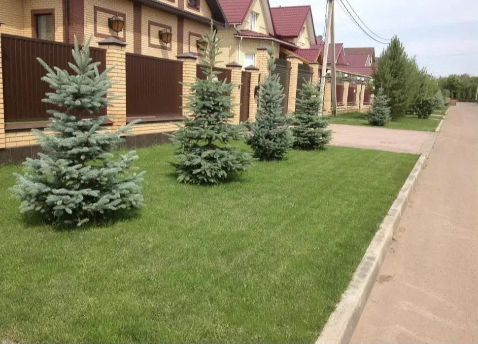 Газон посевной рулоный