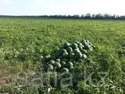 Прямые поставки арбузов