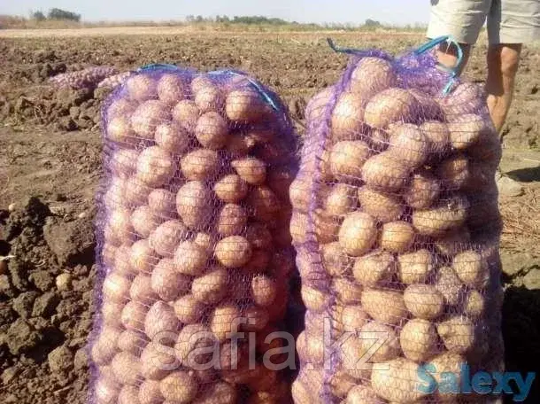 Оптовые поставки картофеля из Египта