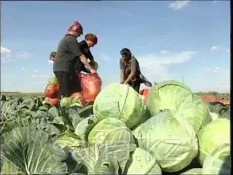 Свежая капуста оптом