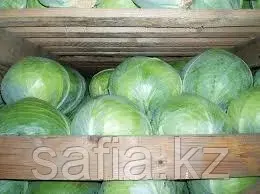 Свежая капуста оптом