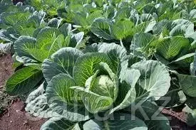 Свежая капуста оптом