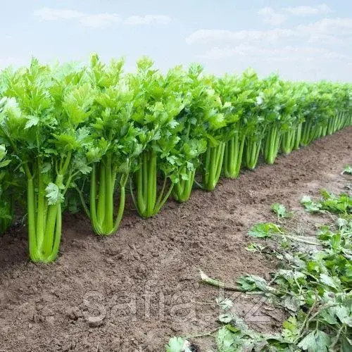 Продажа сельдерея с оптовой базы