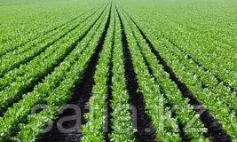 Продажа сельдерея с оптовой базы