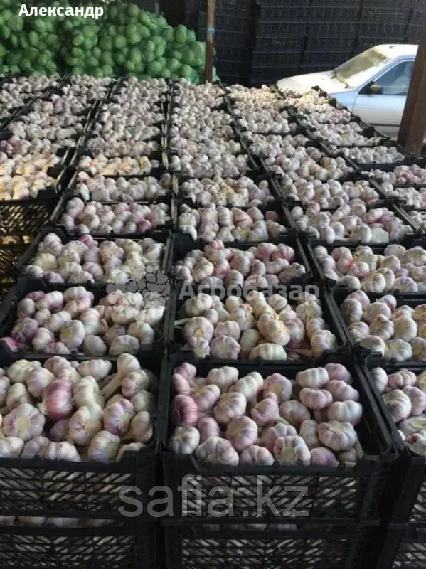 Продажа чеснока с оптовой базы