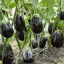 Свежие баклажаны с оптовой базы