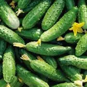 Свежие огурцы с оптовой базы