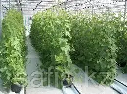 Свежие огурцы с оптовой базы