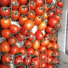 Оптовая продажа томатов