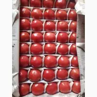 Оптовая продажа томатов
