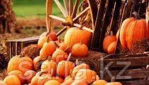 Оптовая продажа тыквы