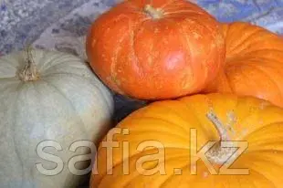 Оптовая продажа тыквы