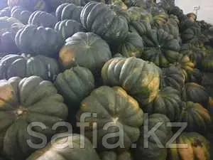 Оптовая продажа тыквы