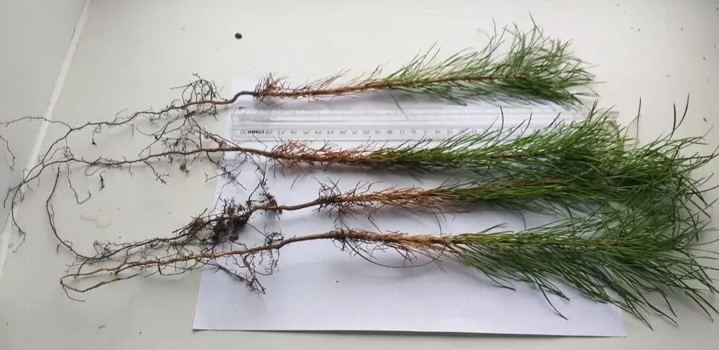 Сеянцы сосны обыкновенной (Picea abies) 2 лет ОКС