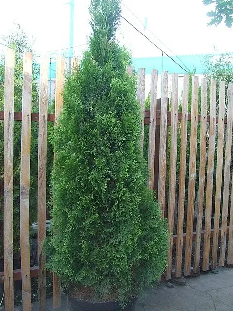 Туя западная Smaragd ( 225 - 250 см. )