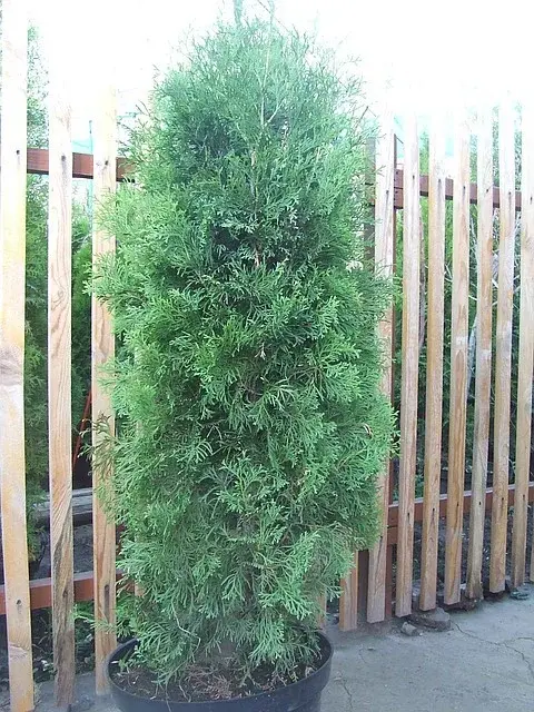 Туя западная Columna