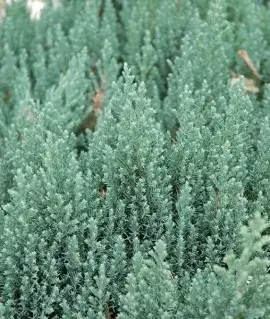 Можжевельник горизонтальный 'BLUE FOREST'