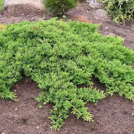 Можжевельник лежачий 'NANA'