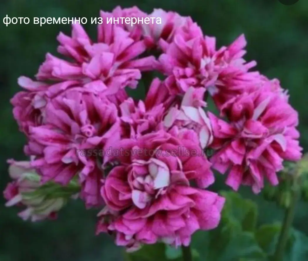 Ю-Княгиня/ укор.черенок