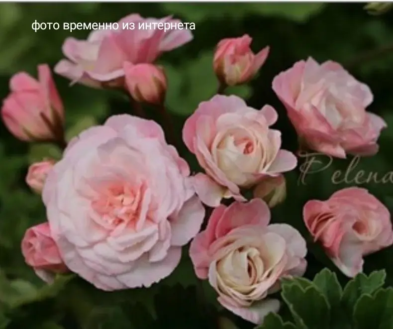Леона Галактика/зонартик/укор.черенок Код: 4870244841846