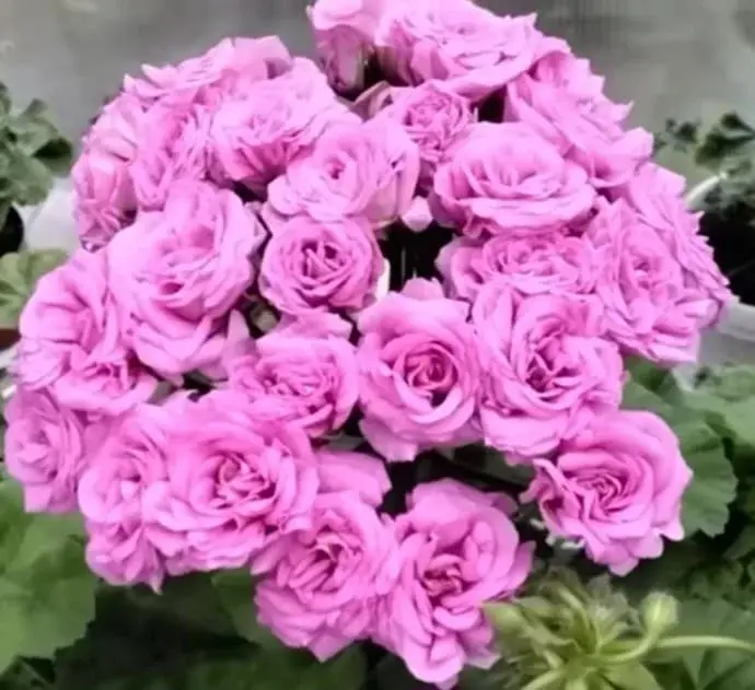 Ю-Мерлезон 2/ укор.черенок