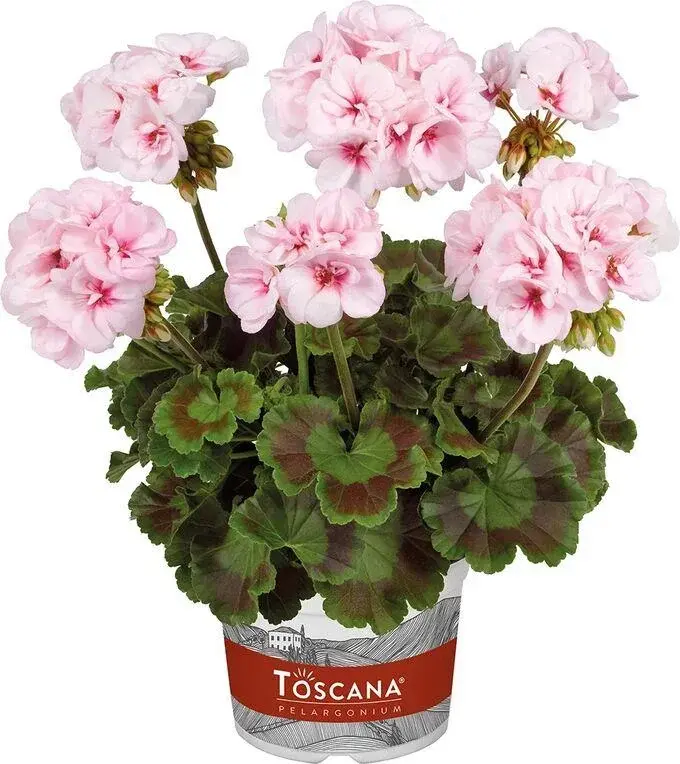 Toscana Estelle Appleblossom/ укор.черенок Код: 0032