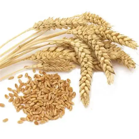 Продам пшеницу 4 класса