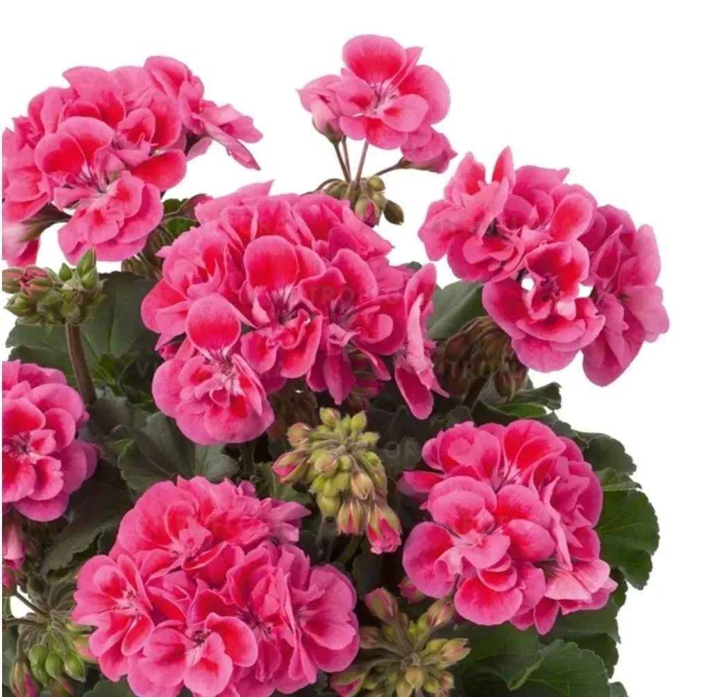 Trendix Dark Green Rose Eye/ подрощенное растение Код: 0028