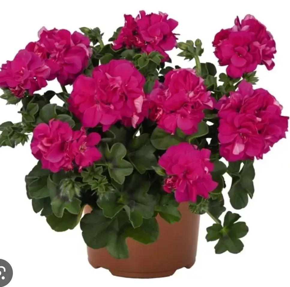 Atlantic Fuchsia/ укор.черенок Код: 0255