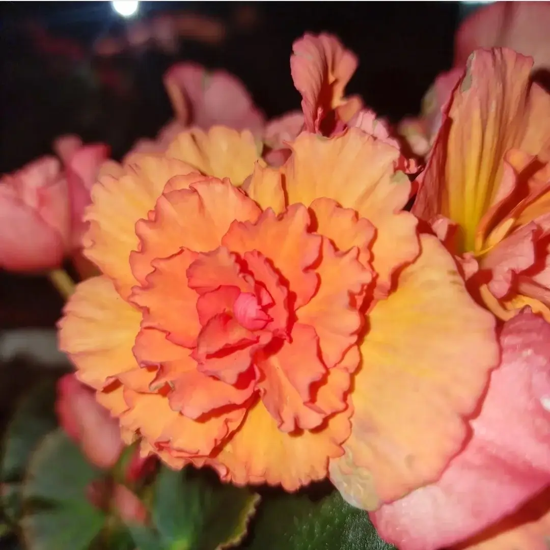 Elatior Joy Orange № 340 / укор.черенок Код: 0340