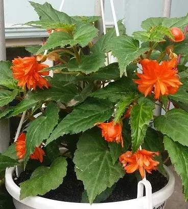Belleconia Hot Orange №342 / укор.черенок Код: 0342