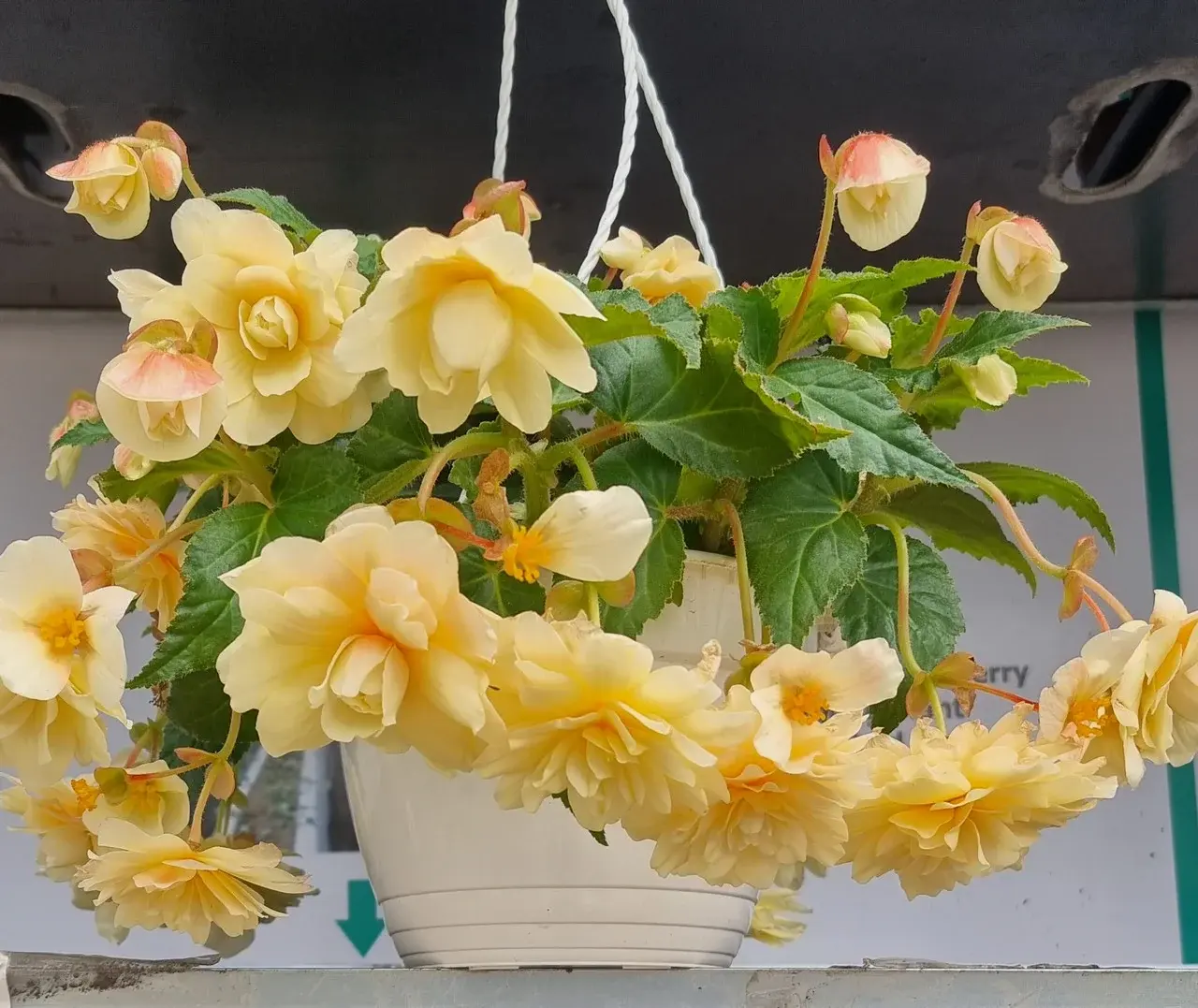 Belleconia Chardonnay №347 / подрощенное растение Код: 0347