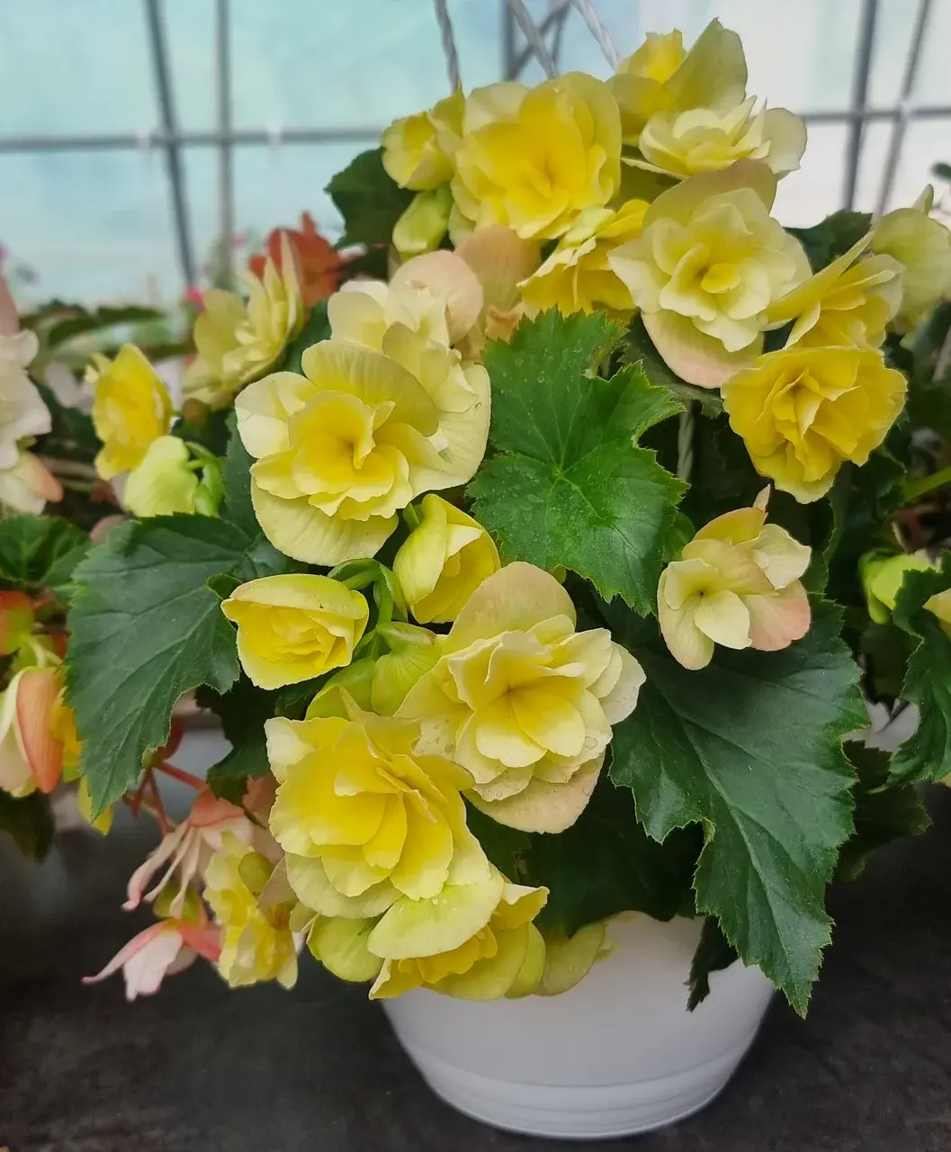 Solenia Yellow №328 / укор.черенок Код: 0328