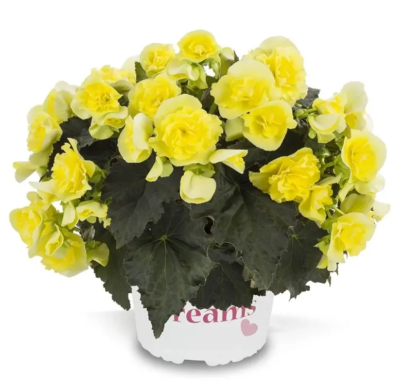 Solenia Yellow №328 / укор.черенок Код: 0328