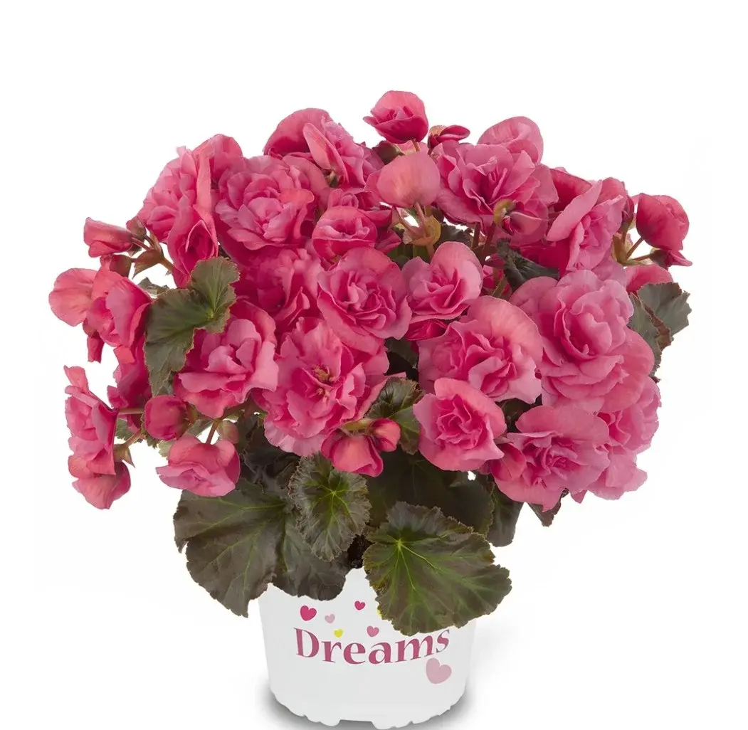 Solenia Lighte Pink №329 / укор.черенок Код: 0329