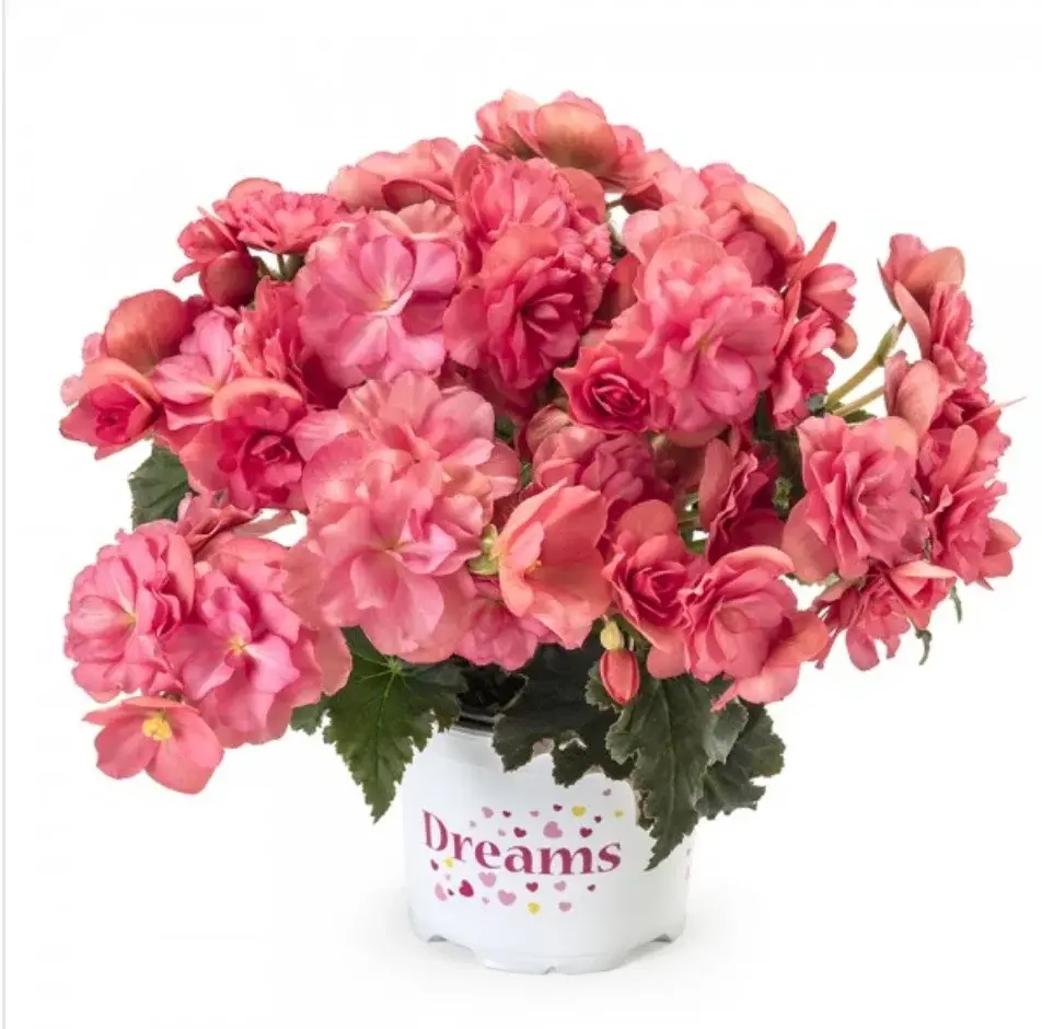 Elatior Chloe Coral Pink №304/ подрощенное растение Код: 0304