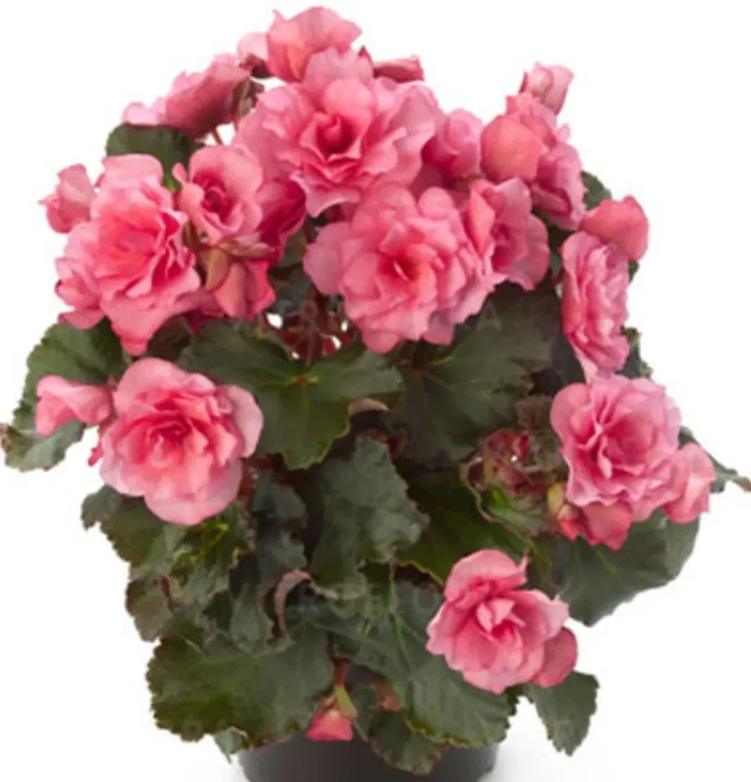Elatior Glory Pink №307/подрощенное растение Код: 0307