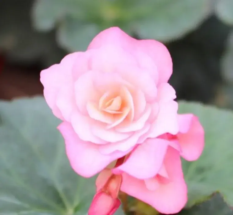 Elatior Glory Pink №307/подрощенное растение Код: 0307