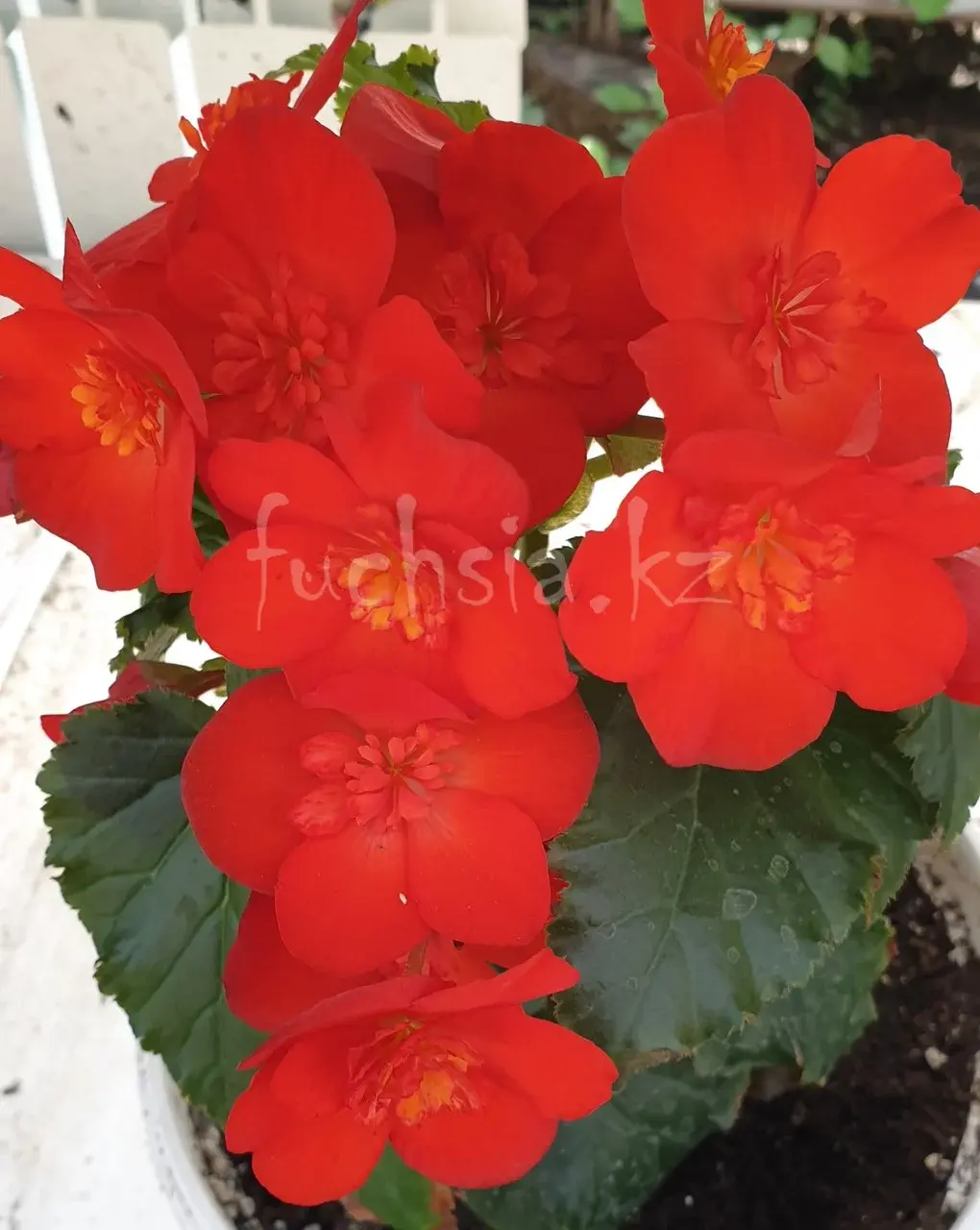 Elatior Dreams Garden Macarouge №305 /укор.черенок Код: 0305