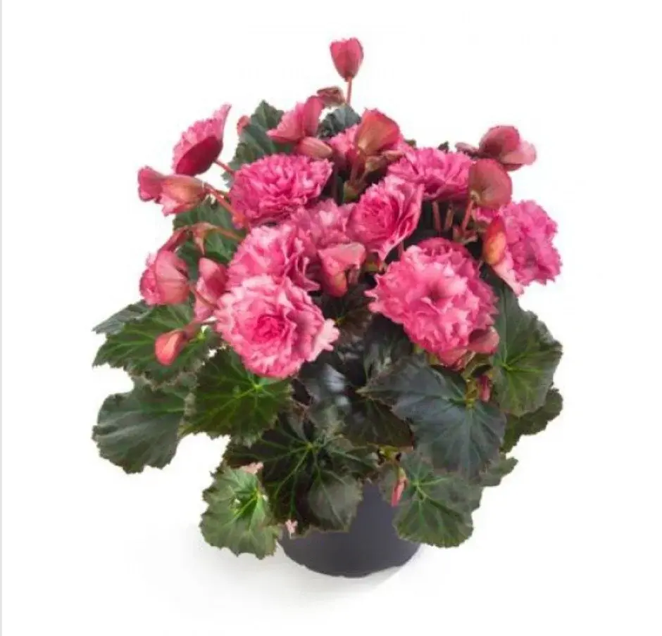 Frivola Pink № 310/ укор.черенок Код: 0310