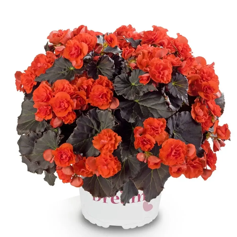 Solenia Chocolate Orange №327/укор.черенок Код: 0327