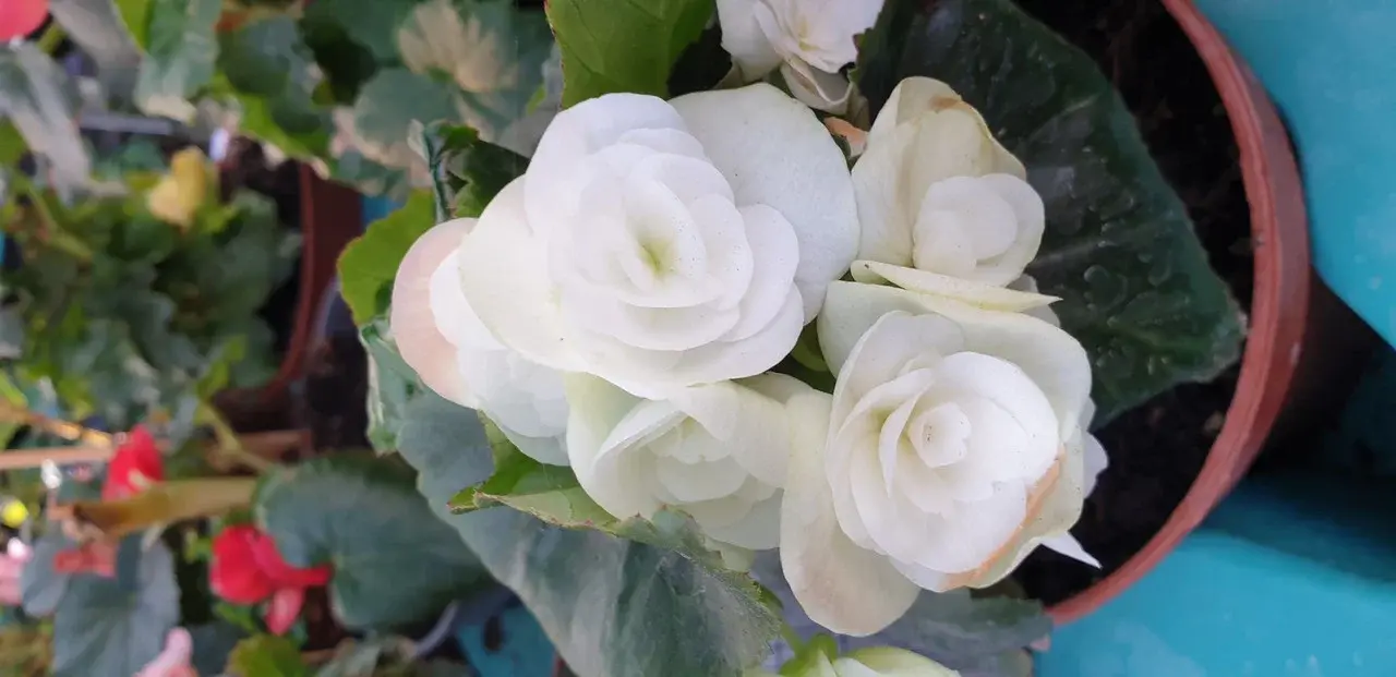 Elatior White №311 /укор.черенок Код: 0311