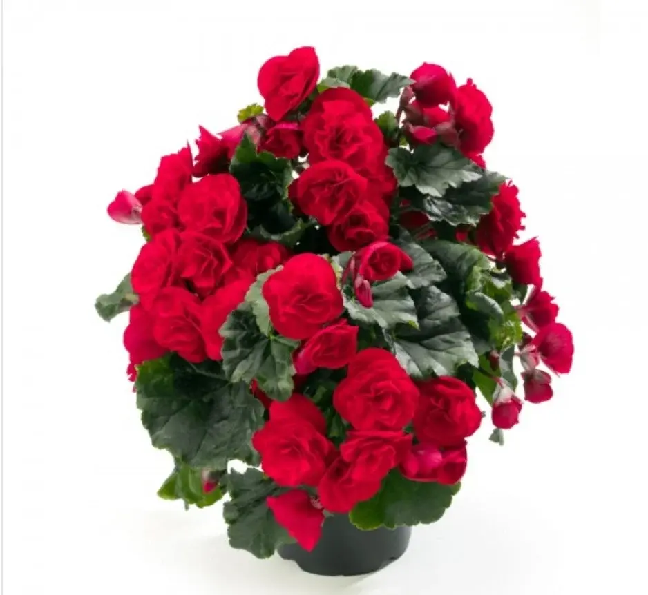 Elatior Carmen Red №344/укор.черенок Код: 0344