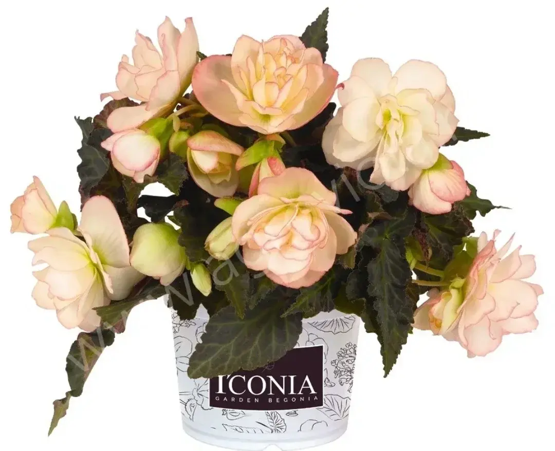 Iconia Miss Montreal №334/подрощенное растение Код: 0334
