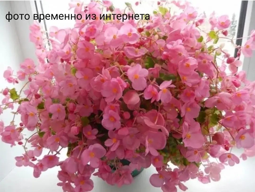 Gloire de Lorren Rose №321/ укор.черенок Код: 0321