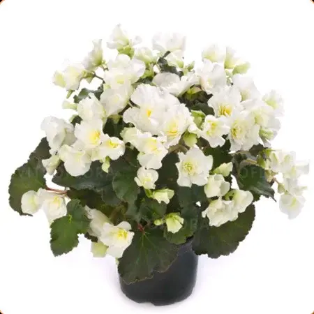 Elatior Glory White №308/ укор.черенок Код: 0308